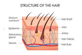 طريقة حساب عدد البصيلات (الطعوم)