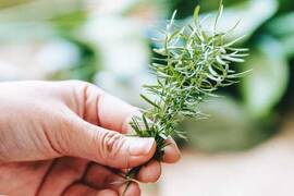 هل يعمل زيت إكليل الجبل بشكل جيد من أجل نمو الشعر؟