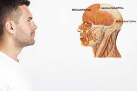 Galea aponeurótica o aponeurosis epicraneal: ¿qué es, y para qué sirve?