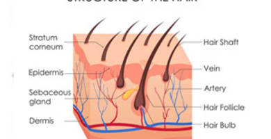 طريقة حساب عدد البصيلات (الطعوم)