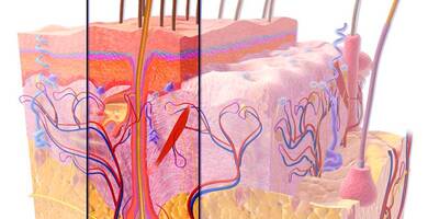 Follicular units and hair transplant