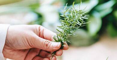 هل يعمل زيت إكليل الجبل بشكل جيد من أجل نمو الشعر؟