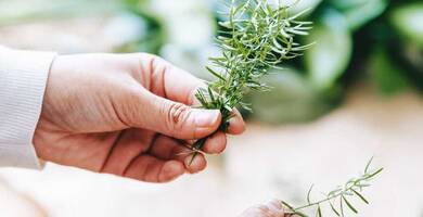 Does rosemary oil for hair growth work?