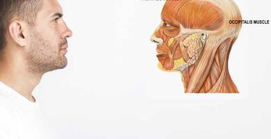 Epicranial aponeurosis (galea aponeurotica) and hair loss