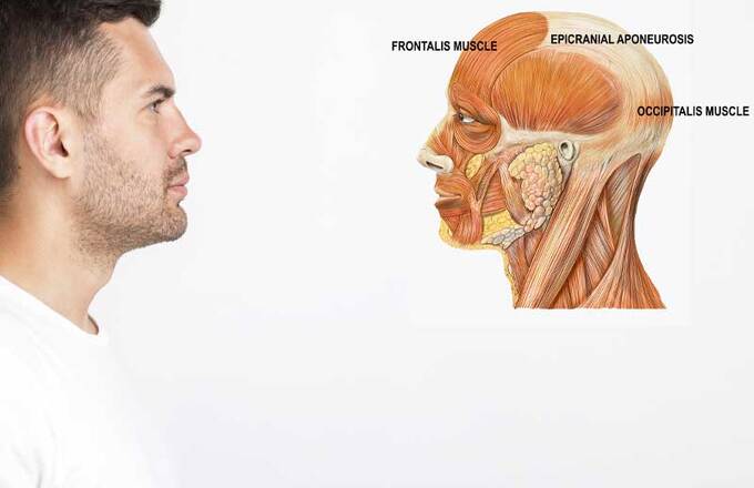 Kas yra epikraninė aponeurozė, dar kitaip vadinama ‘galea aponeurotica’?