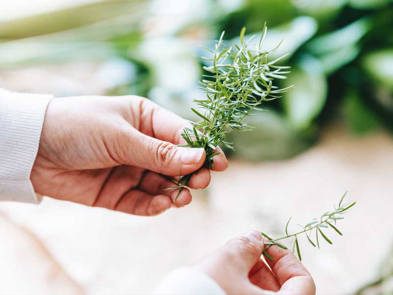 Kokia rozmarinų aliejaus nauda plaukams?