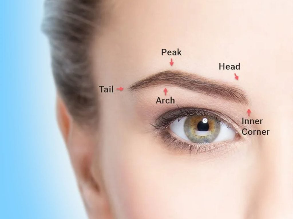 Anatomy of a perfect feminine eyebrow showing the start, arch, and tail for hair transplant design
